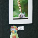 "Ugedali" meaning feather Youth Category 
Taken August 2012
$285
by Catelyn 