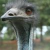 Did you know? The ostrich has the largest eye of any land animal. Its eye measures almost 2 in (5 cm) across. 
