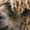 The llama is considerably larger than the alpaca and can further be distinguished by its flatter back, higher tail set, and larger, curved ears.
