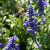 Bee happy! Spring Is In The Air on Lookout Mountain!