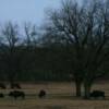 Oklahoma Bison