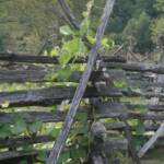 Traditional Cherokee Vegetable Garden 